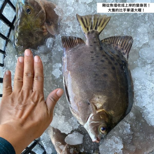 【限量商品】金錢魚／變身苦（生態養殖） 金錢魚、變身苦、生態養殖、魚塭