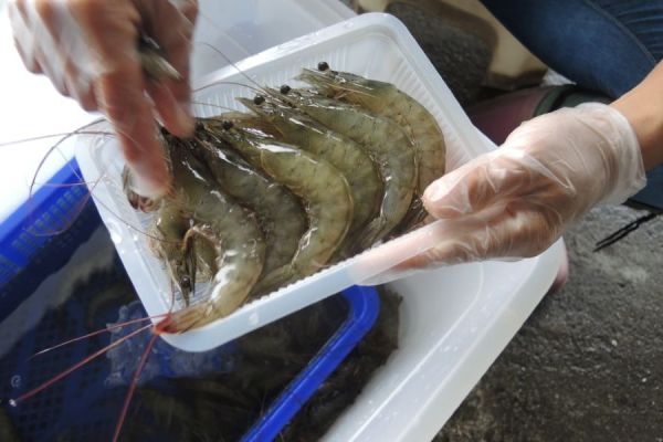 ［純海水生態養殖］虱目魚蝦2025夏季嘗鮮組 白蝦、虱目魚、優惠、煎煮炒炸