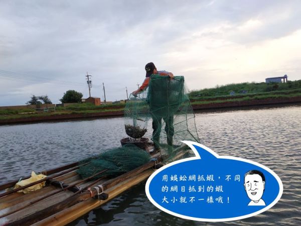 ［純海水生態養殖］虱目魚蝦2025夏季嘗鮮組 白蝦、虱目魚、優惠、煎煮炒炸