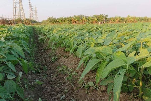 有機黑／黃豆粉／黑能量植物奶 黑豆,有機黑豆,台南3號,黑豆粉,有機黑豆粉