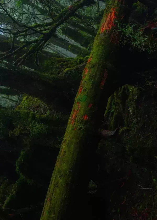 眠腦｜No.1山巒精油噴霧 50mL #眠腦  No.1 #山巒精油噴霧