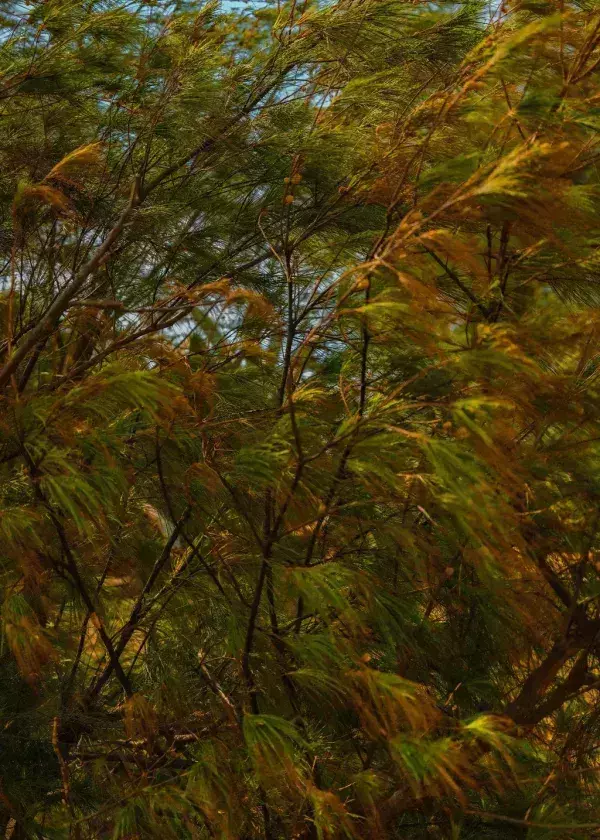 眠腦｜No.3溪谷精油噴霧 50mL #眠腦  No.3 #溪谷精油噴霧