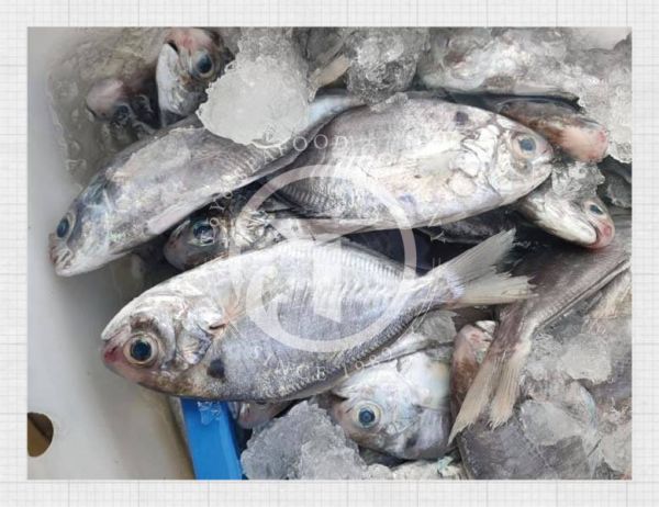 澎湖野生肉鯽仔(肉魚) 東洋漁行,澎湖野生,野生海膽,馬糞海膽,現流