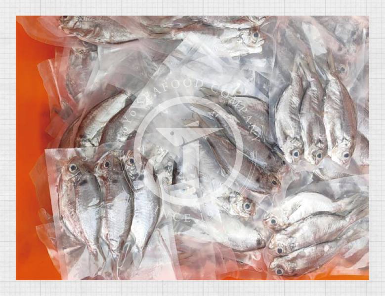 澎湖野生肉鯽仔(肉魚) 東洋漁行,澎湖野生,野生海膽,馬糞海膽,現流