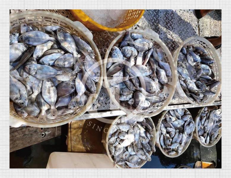 澎湖野生肉鯽仔(肉魚) 東洋漁行,澎湖野生,野生海膽,馬糞海膽,現流