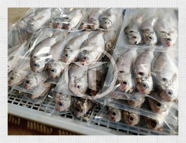 澎湖野生肉鯽仔(肉魚) 東洋漁行,澎湖野生,野生海膽,馬糞海膽,現流
