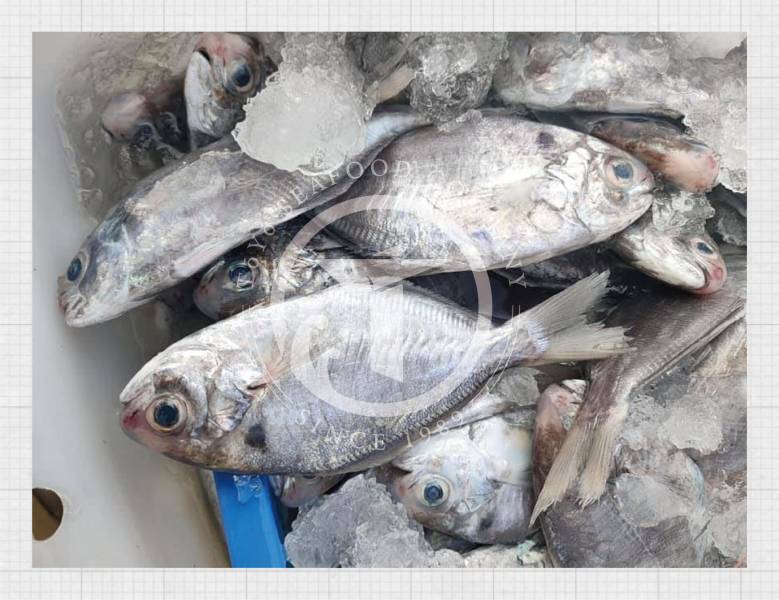 澎湖野生肉鯽仔(肉魚) 東洋漁行,澎湖野生,野生海膽,馬糞海膽,現流