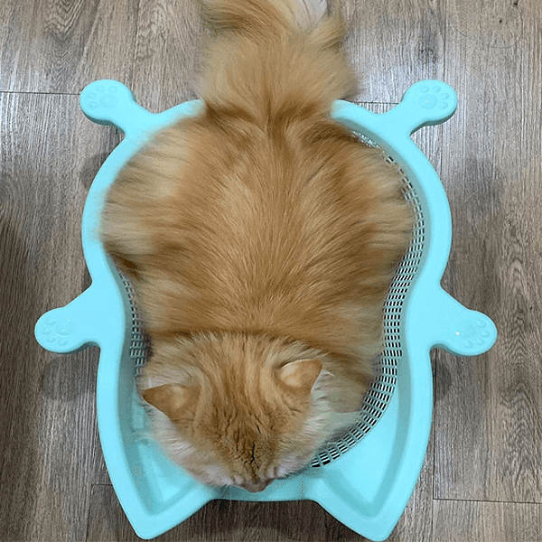 CatBang貓籃 