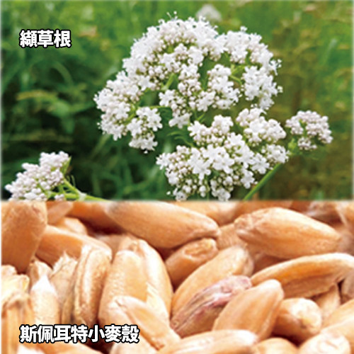 臭咪樂快樂搖擺鵝貓草玩具(熱銷臭襪子貓紓壓玩具) 