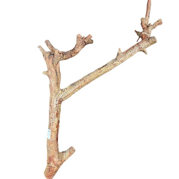小蜜豪宅的樹枝高約75-90cm 