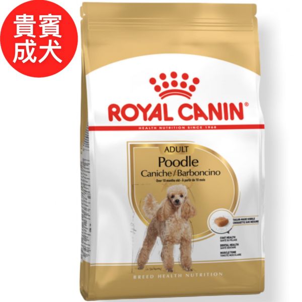 法國皇家PDA貴賓成犬 