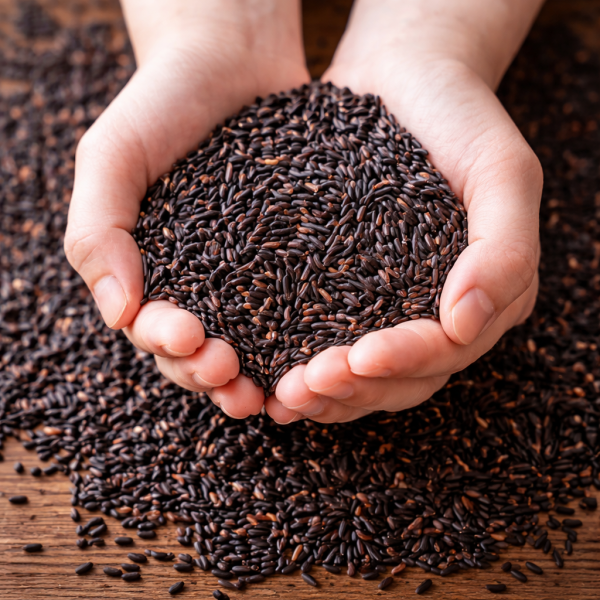 紫纖糯｜500g｜黑糯糙米/富含花青素/Q彈黏潤 紫纖糯,黑纖米母本,紫糯米,花青素糯米,天然紫米,友善耕作米,健康米飯,糯米推薦,台灣米,源天然