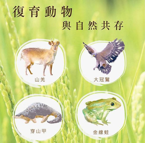 紫纖糯｜500g｜黑糯糙米/富含花青素/Q彈黏潤 紫纖糯,黑纖米母本,紫糯米,花青素糯米,天然紫米,友善耕作米,健康米飯,糯米推薦,台灣米,源天然