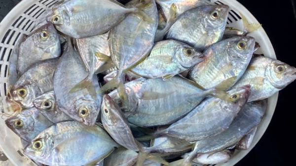 野生甘仔魚 冷凍宅配,冷凍宅配推薦,冷凍宅配到府,海鮮宅配,冷凍海鮮,甘仔魚,甘仔魚料理,甘仔魚價格,甘仔魚好吃嗎,甘仔魚營養,煎甘仔魚,紅燒甘仔魚,甘仔魚紅燒,甘仔魚怎麼煮,