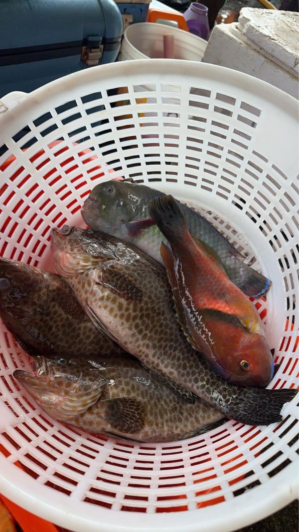 野生石斑魚 冷凍宅配,冷凍宅配推薦,冷凍宅配到府,海鮮宅配,冷凍海鮮,石斑魚,石斑,野生石斑魚,野生石斑,石斑魚料理,石斑料理,石斑魚生魚片,石斑魚湯,石斑魚價格,石斑價格,清蒸石斑魚,清蒸石斑,手釣石斑,手釣石斑魚,海釣石斑,海釣石斑魚,