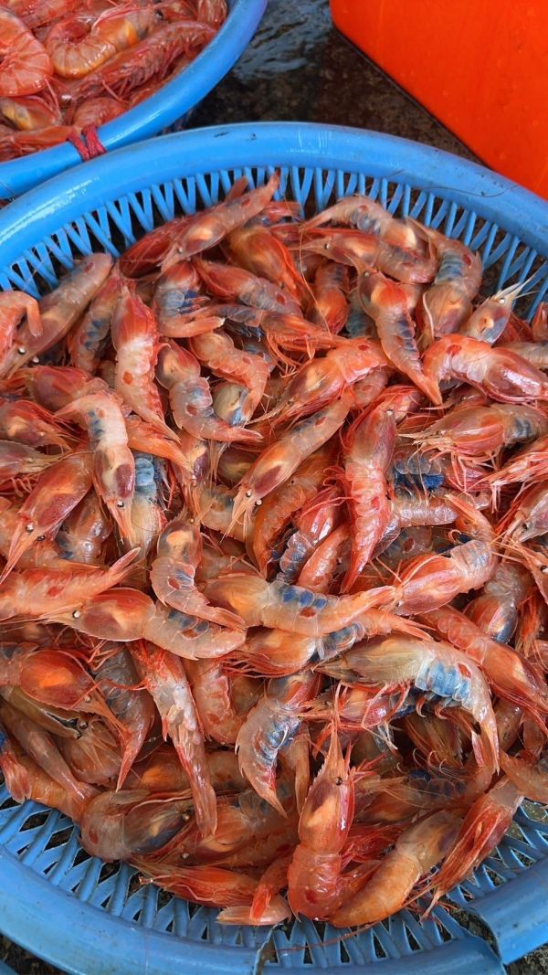 野生蝦母(台灣牡丹蝦） 冷凍宅配,冷凍宅配推薦,冷凍宅配到府,海鮮宅配,冷凍海鮮,蝦母,野生蝦母,蝦母,蝦母料理,宜蘭蝦母,海鮮蝦母