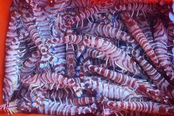 鮮凍野生明蝦 冷凍宅配,冷凍宅配推薦,冷凍宅配到府,海鮮宅配,冷凍海鮮,明蝦,明蝦料理,明蝦口感,明蝦價格,野生明蝦,明蝦季節, 明蝦哪裡買, 明蝦生食,大溪漁港