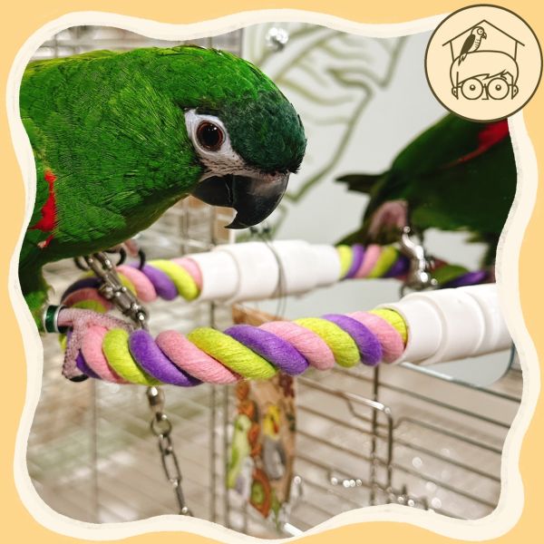 鳥鳥愛漂亮麻繩鏡面站棍組【鸚鵡小木屋】 