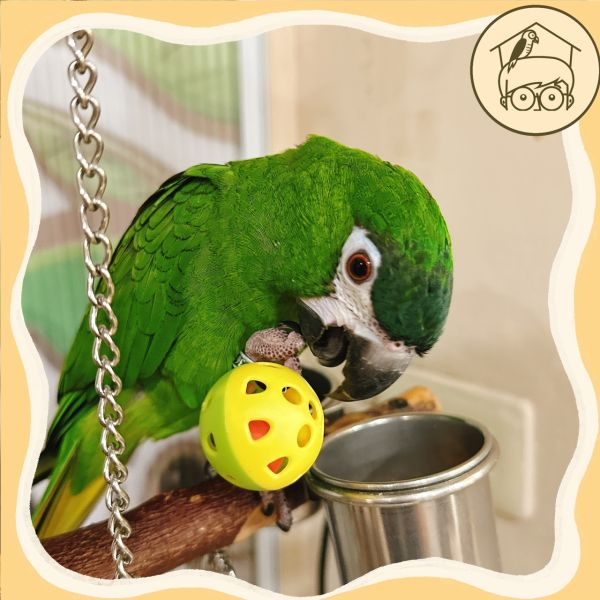 小鈴鐺的幸福！四入台製鈴鐺球｜鸚鵡小木屋 