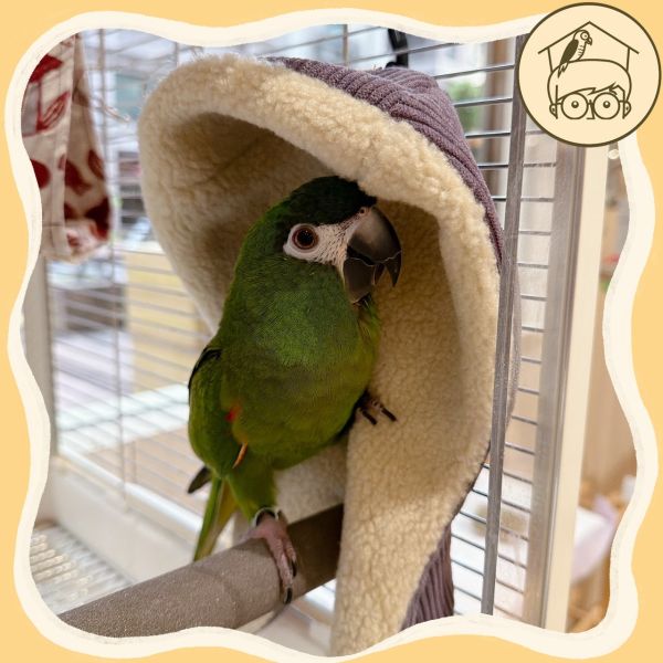 台灣手作｜高品質｜燈芯絨溫馨角落毯毯【鸚鵡小木屋】 