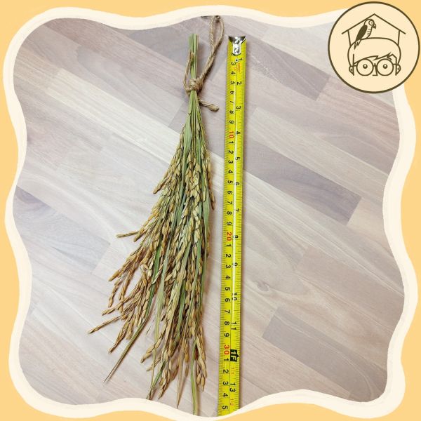 台灣｜有機乾燥稻穗【鸚鵡小木屋】 