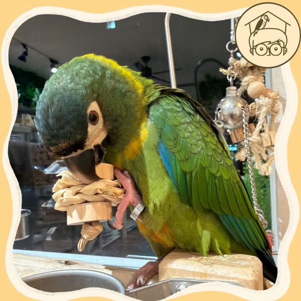 台灣手作蘋果樹系列｜三明治手抓肌力訓練【鸚鵡小木屋】 