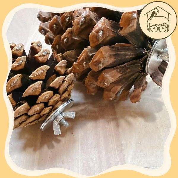 鎖式天然松塔｜鸚鵡啃咬磨牙玩具【鸚鵡小木屋】 