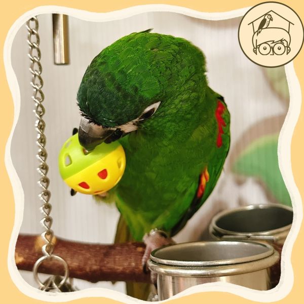 小鈴鐺的幸福！四入台製鈴鐺球｜鸚鵡小木屋 