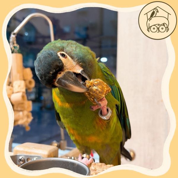 哈里森Nuggies! 天然零食球【鸚鵡小木屋】 