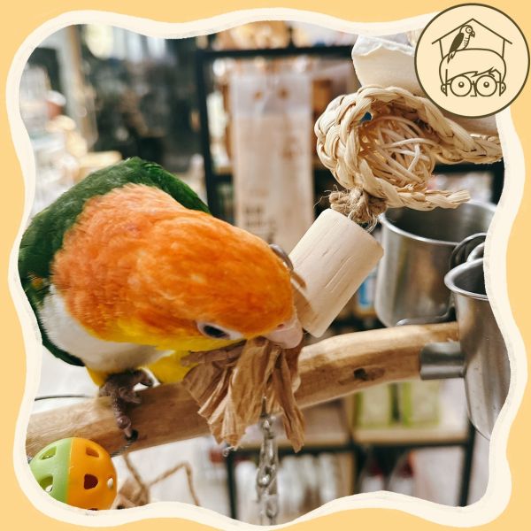 台灣手作蘋果樹系列｜海陸串燒海洋味【鸚鵡小木屋】 