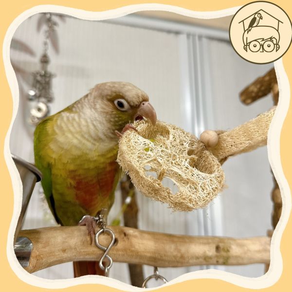 QQ甜心三圈絲瓜絡串【鸚鵡小木屋】 