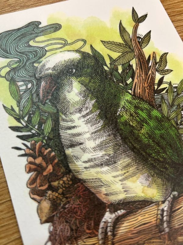 和尚鸚鵡明信片 