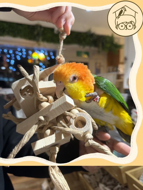 台灣手作蘋果樹系列｜毛怪｜鳥寶超愛啃咬串【鸚鵡小木屋】 