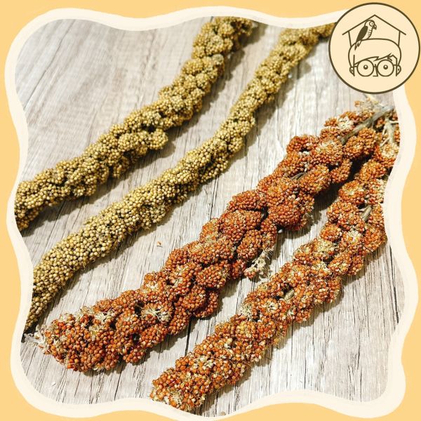 《小木屋認證》中小型鸚鵡零食「純天然小米穗」 