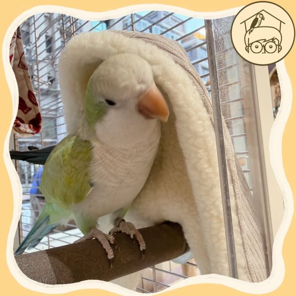 台灣手作｜高品質｜燈芯絨溫馨角落毯毯【鸚鵡小木屋】 