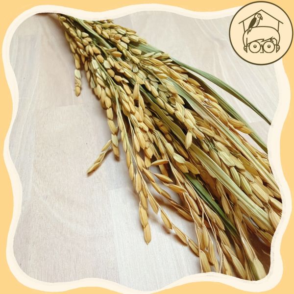 台灣｜有機乾燥稻穗【鸚鵡小木屋】 