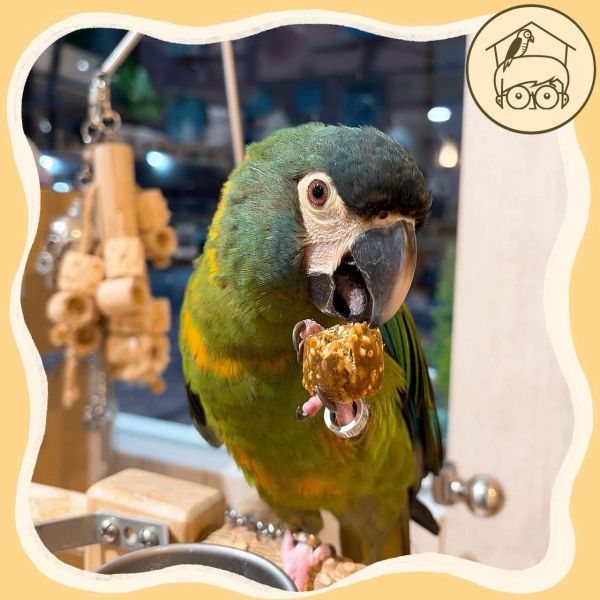 哈里森Nuggies! 天然零食球【鸚鵡小木屋】 