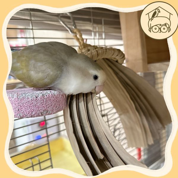 小鳥最愛的草帽棕梠葉啃咬串【鸚鵡小木屋】 