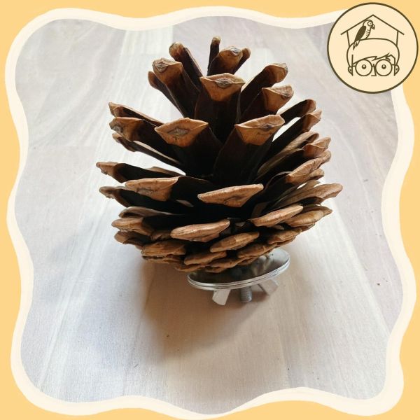 鎖式天然松塔｜鸚鵡啃咬磨牙玩具【鸚鵡小木屋】 