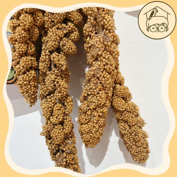 台製｜手作｜穗稻夏舞串｜鳥寶最愛小點心玩具【鸚鵡小木屋】 