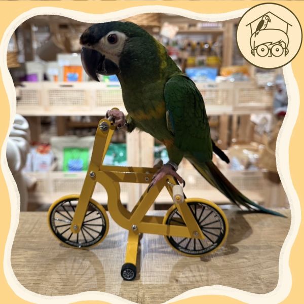 益智互動鸚鵡腳踏車【鸚鵡小木屋】 