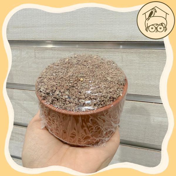 比利時凡賽爾｜雀科與小型鳥類專用啄石｜鸚鵡小木屋 