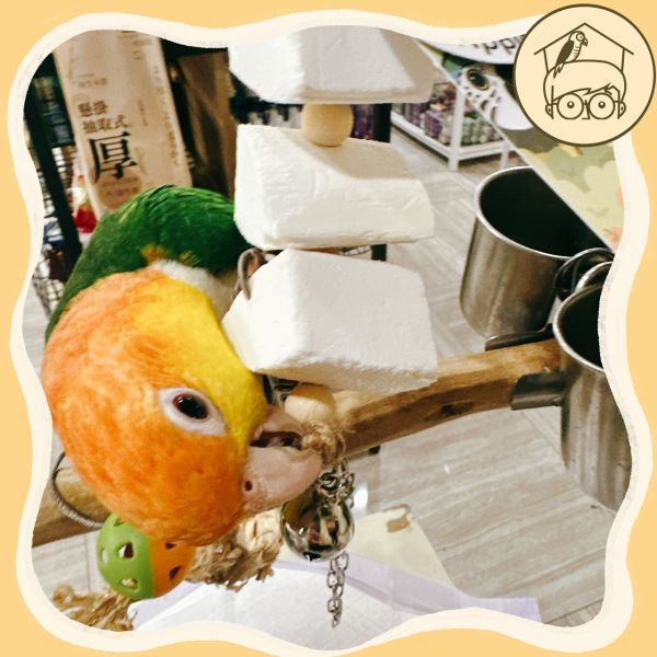 台灣手作蘋果樹系列｜海洋的滋味墨魚骨串【鸚鵡小木屋】 