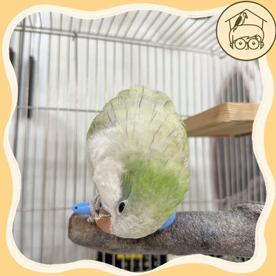 鈴鈴鈴!五入手抓小沙鈴【鸚鵡小木屋】 