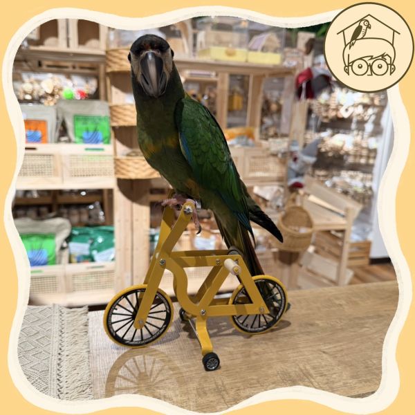 益智互動鸚鵡腳踏車【鸚鵡小木屋】 