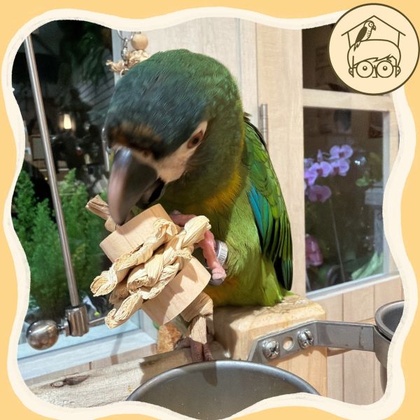 台灣手作蘋果樹系列｜三明治手抓肌力訓練【鸚鵡小木屋】 