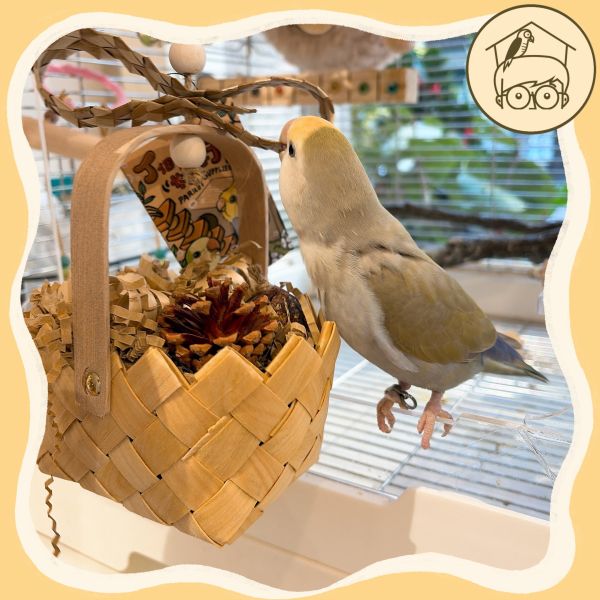 豐富松塔紙絲小禮物花籃【鸚鵡小木屋】 