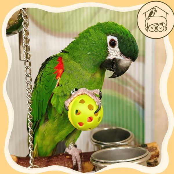 小鈴鐺的幸福！四入台製鈴鐺球｜鸚鵡小木屋 