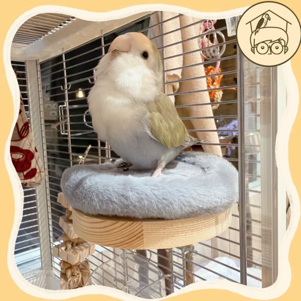 軟呼呼暖腳腳夾心餅乾小跳台【鸚鵡小木屋】 