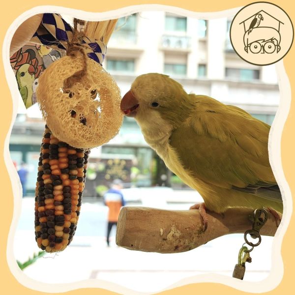 台產迷你小玉米｜絲瓜｜吃吃啃啃咬咬串【鸚鵡小木屋】 